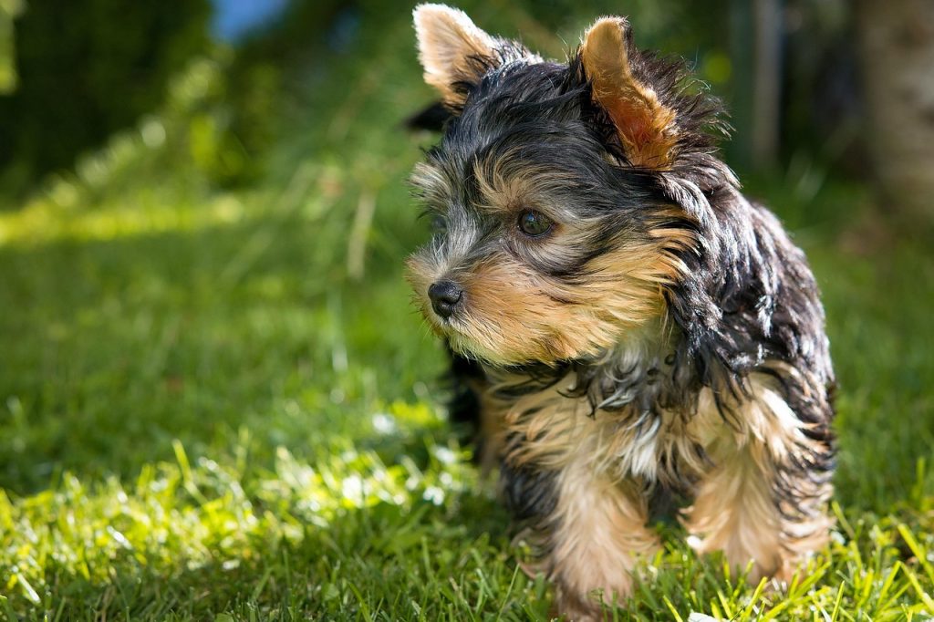 protéger son chien de la chaleur