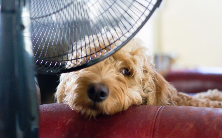 symptômes coup de chaleur chien