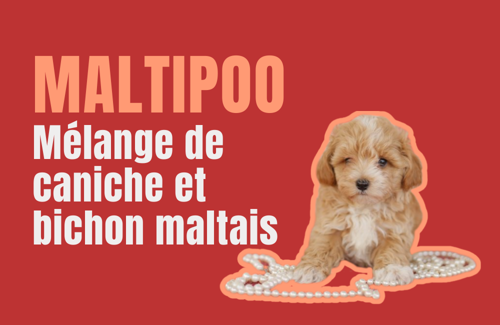 Chien Maltipoo