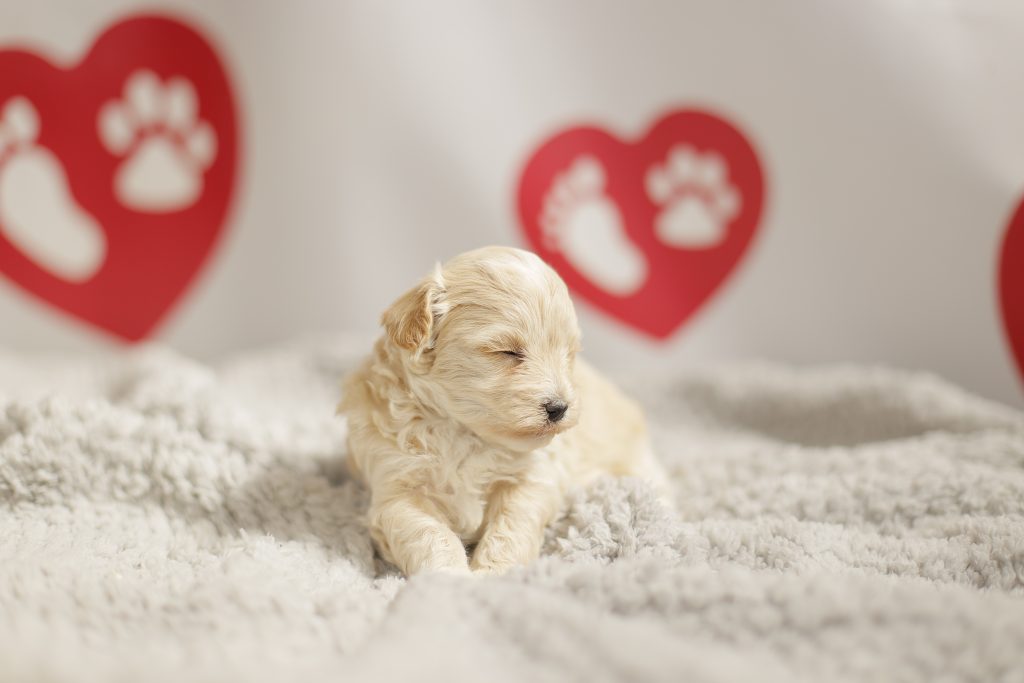 Chiot Maltipoo à vendre France
