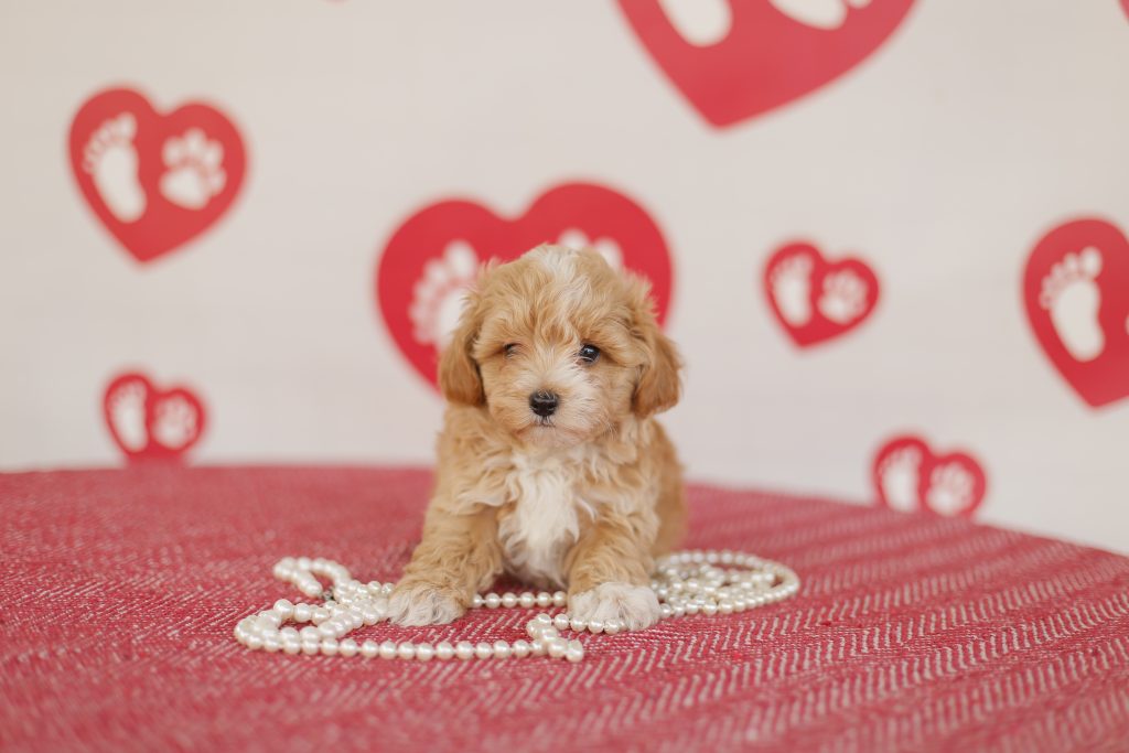 Maltipoo à vendre