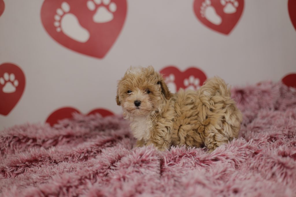 Maltipoo élevage