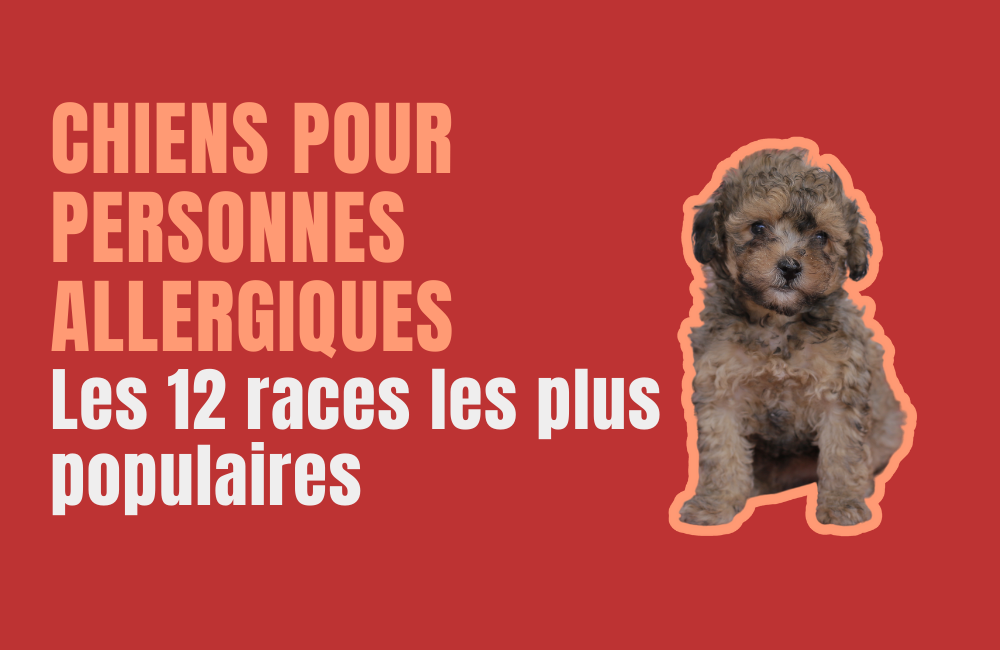 chiens hypoallergéniques