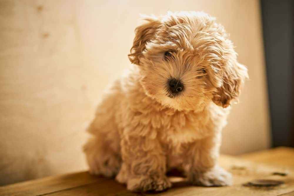 maltipoo toy