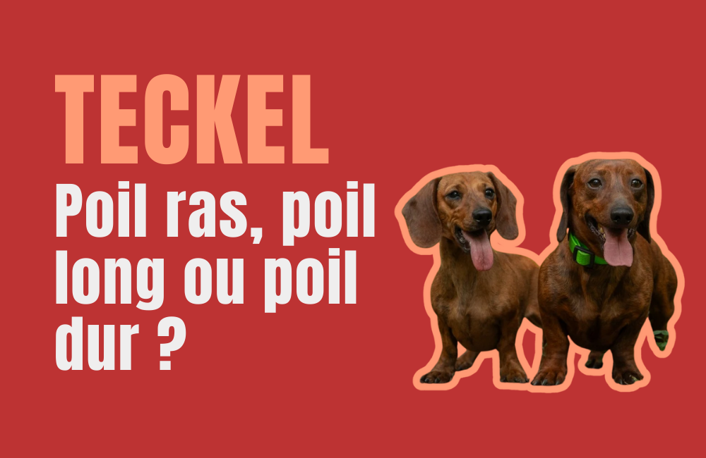 quels sont les 3 types de teckel