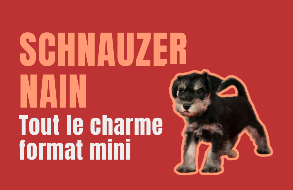 schnauzer nain