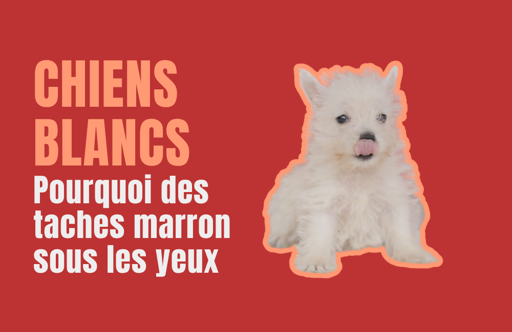 CHIEN BLANC
