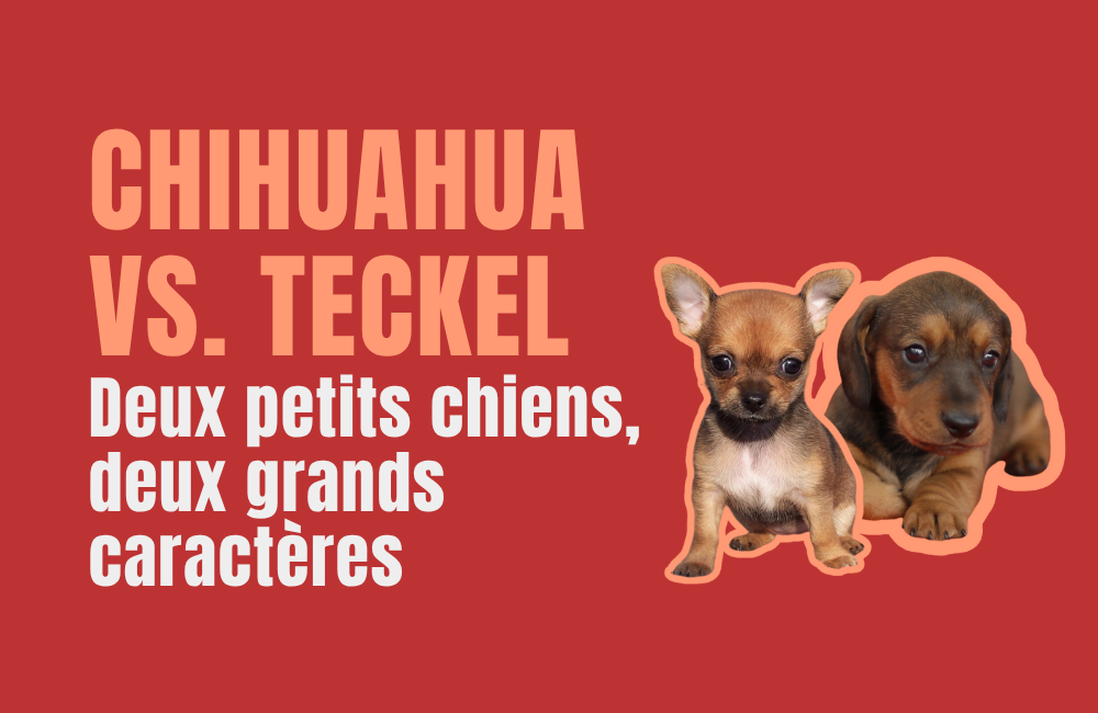 CHIENS NAINS