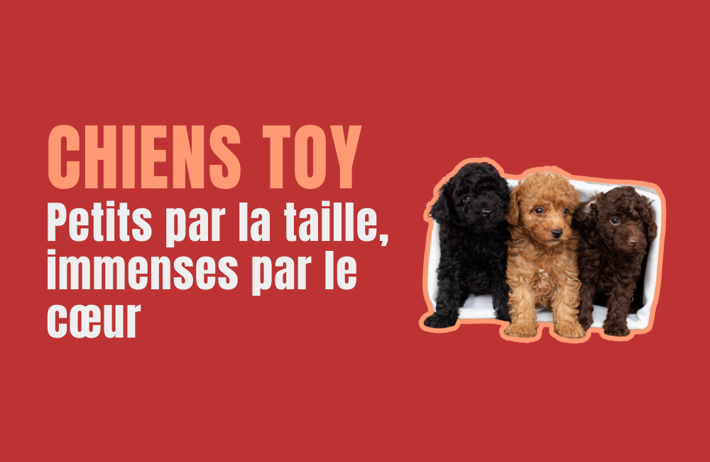 CHIENS TOY
