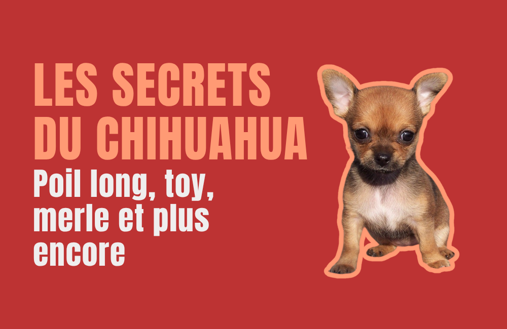 CHIHUAHUA