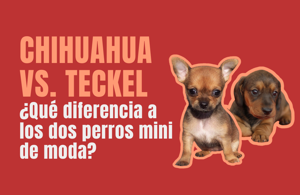 Razas pequeñas de perros