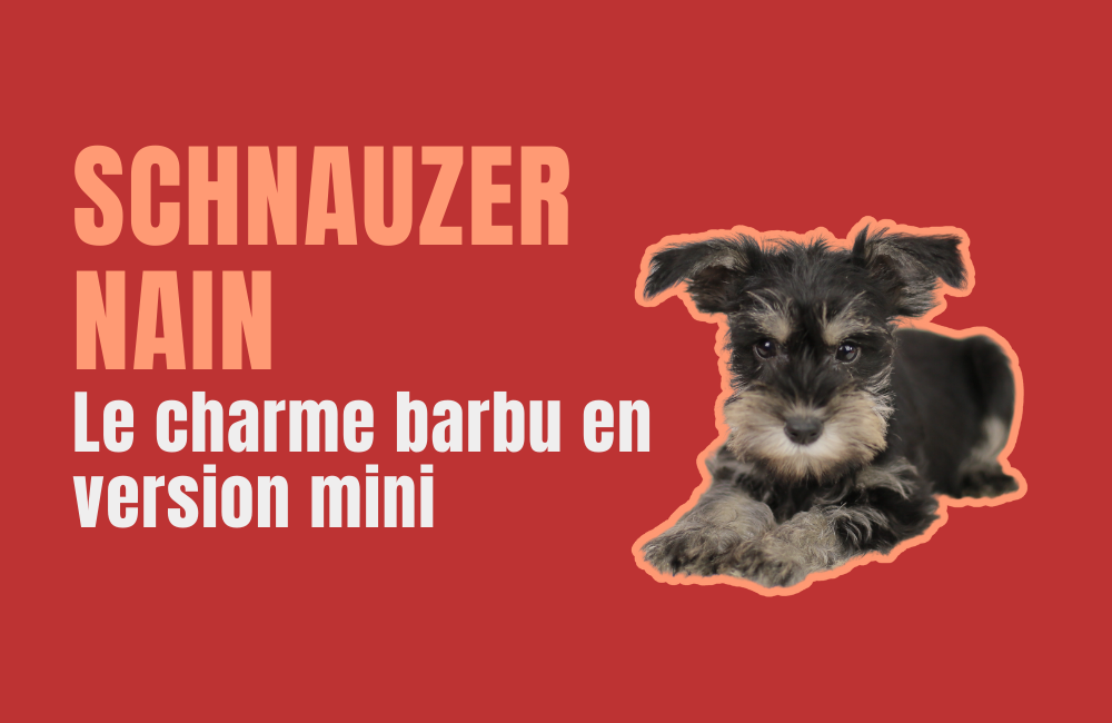 SCHNAUZER NAIN
