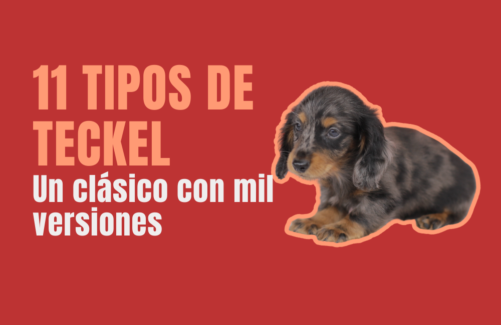 TIPOS DE TECKEL