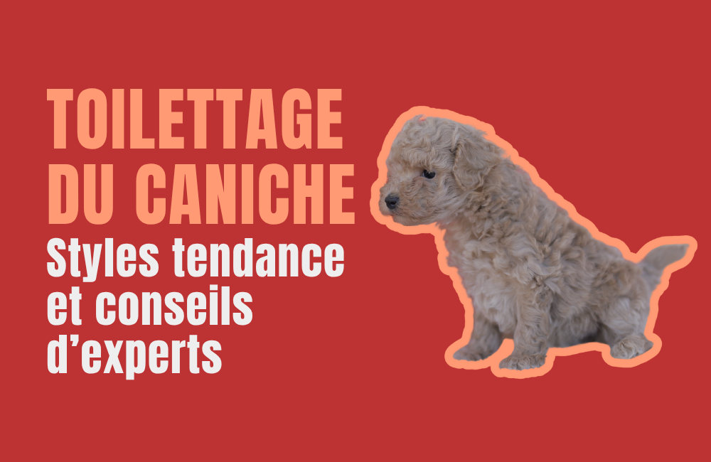 TOILETTAGE CANICHE
