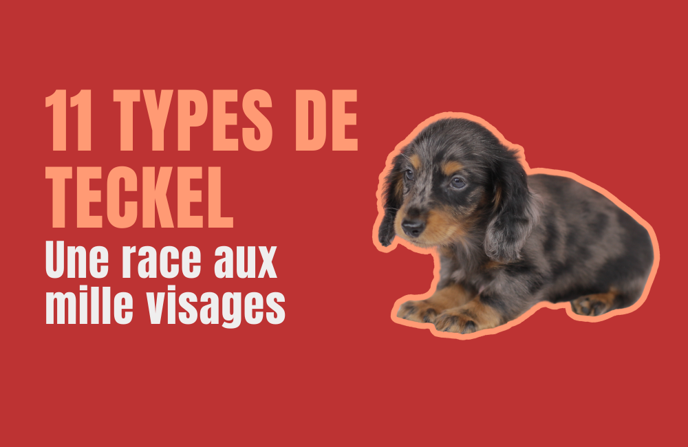 TYPES DE TECKEL