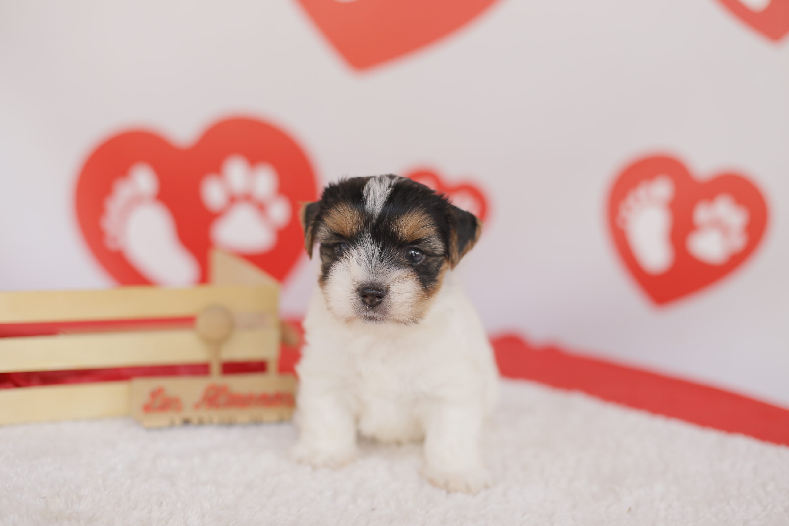 biewer terrier