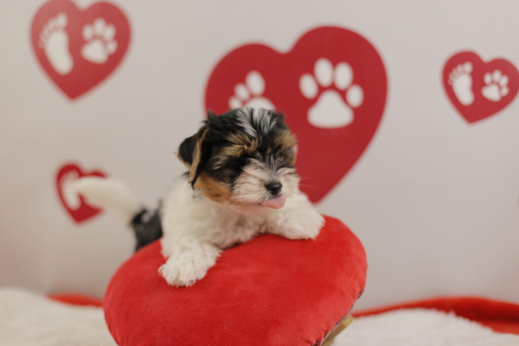 biewer terrier