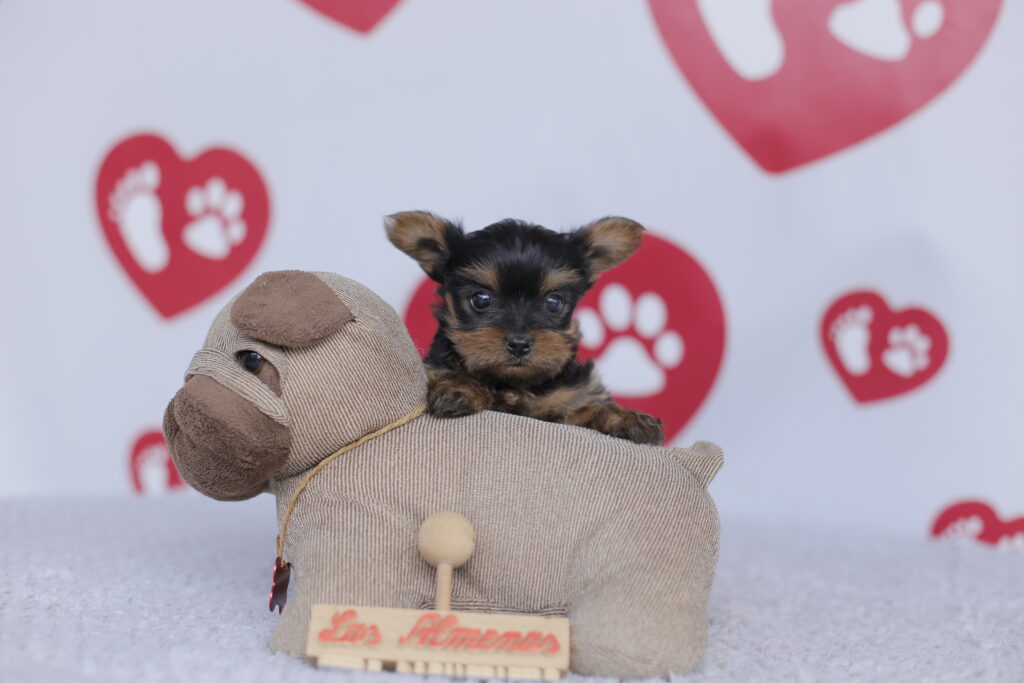 cachorro yorkshire terrier