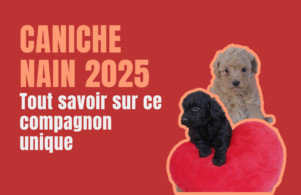 caniche toy