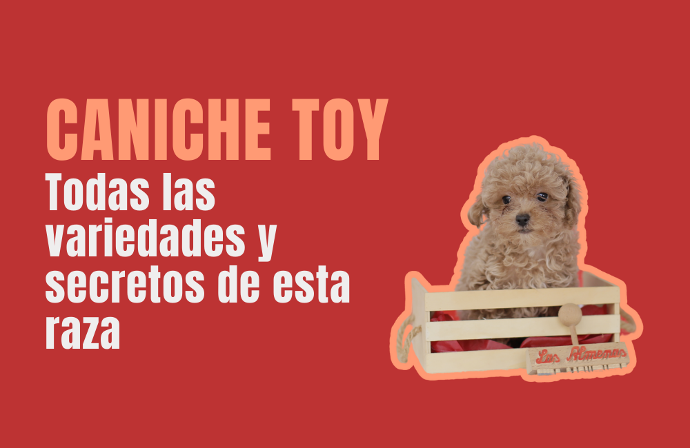 caniche toy