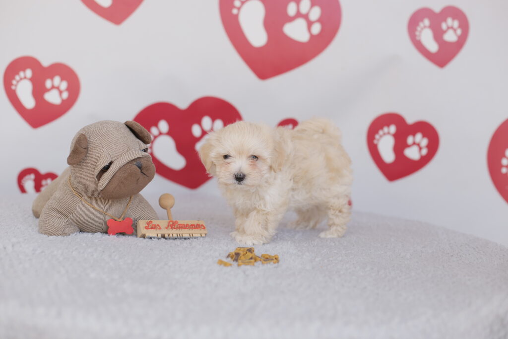 éleveur-de-maltipoo-france