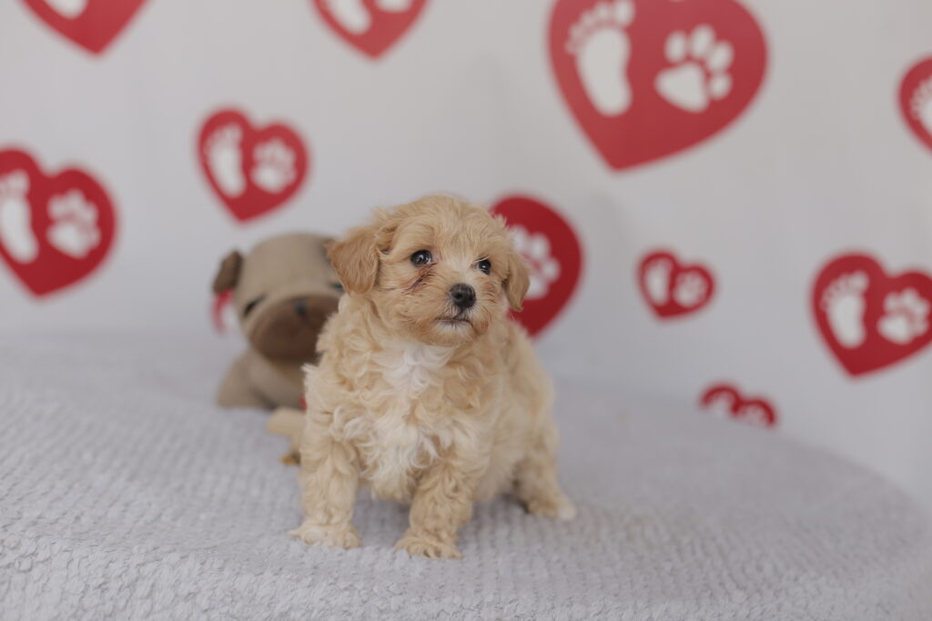 maltipoo-prix