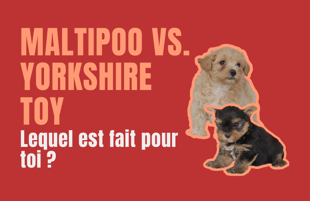 maltipoo