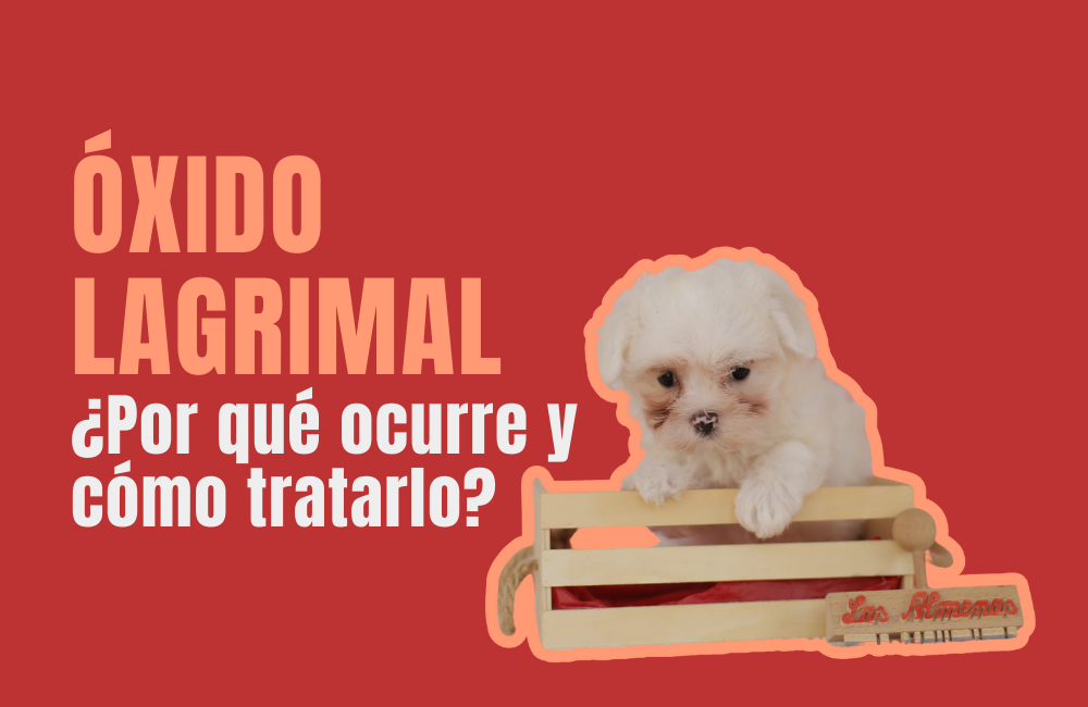 perros blancos