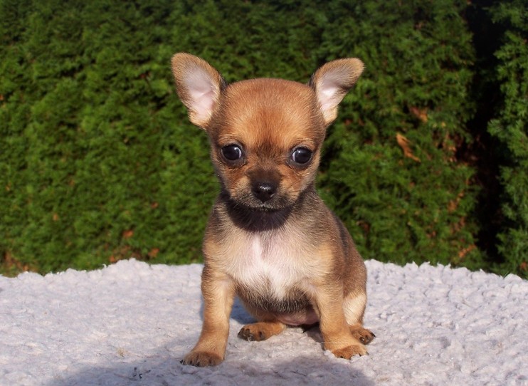 petits chiens toy