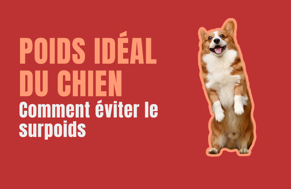 poids chien