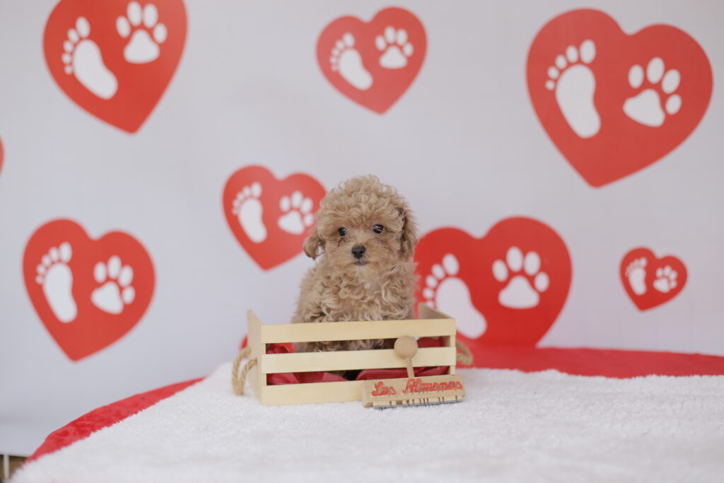precio caniche toy