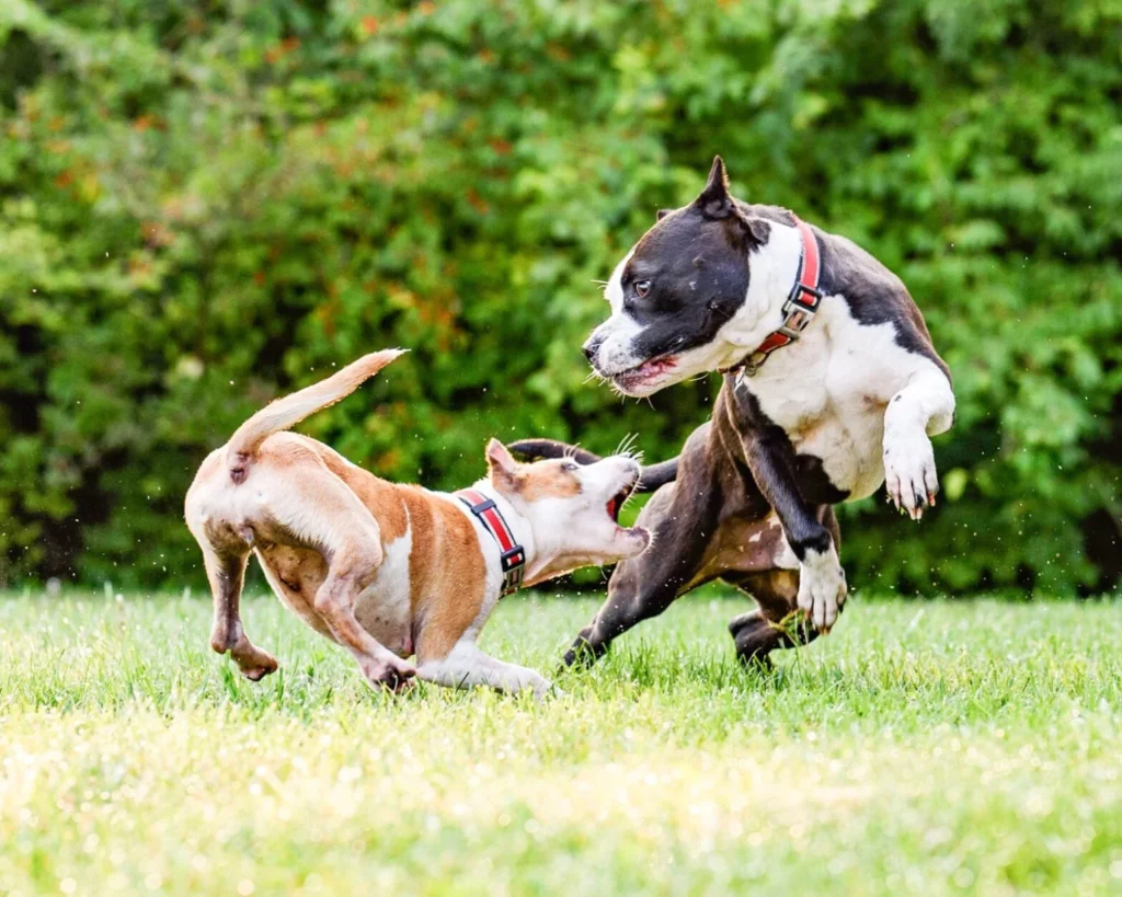 prix vaccin rage chien