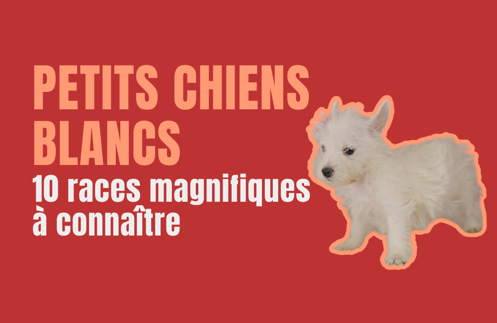 races de petits chiens blancs