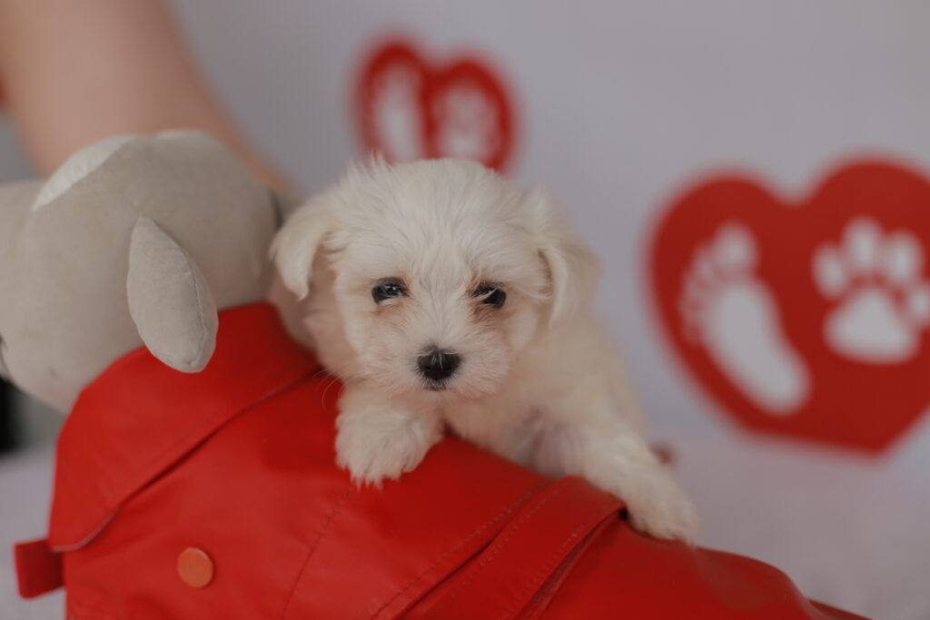 petit chien blanc