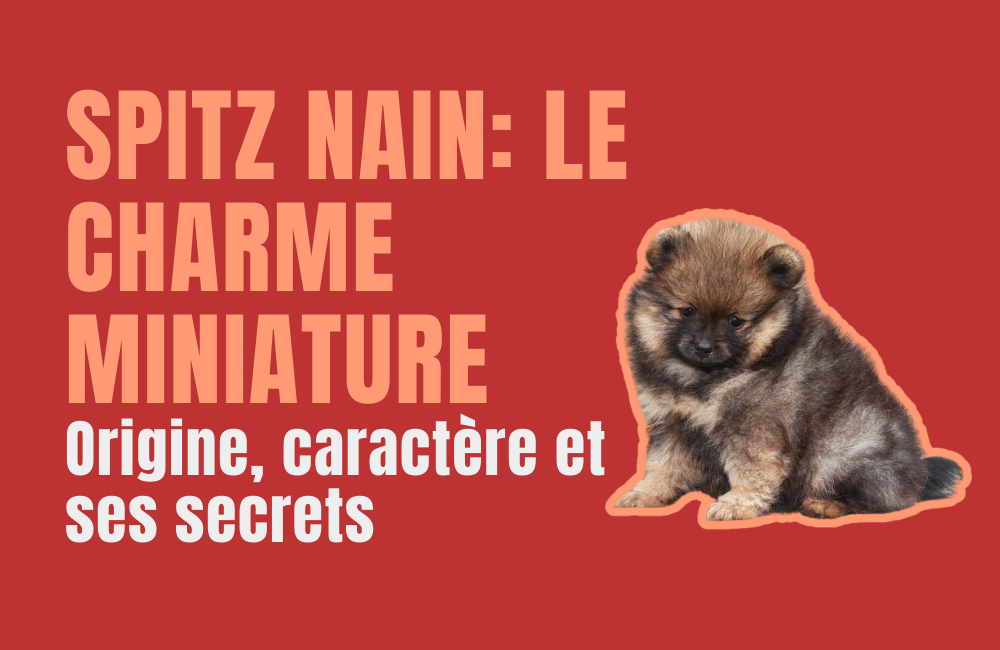spitz nain