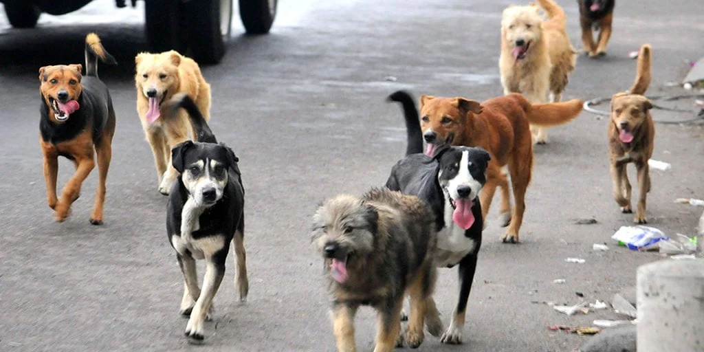 vaccin rage chien passeport
