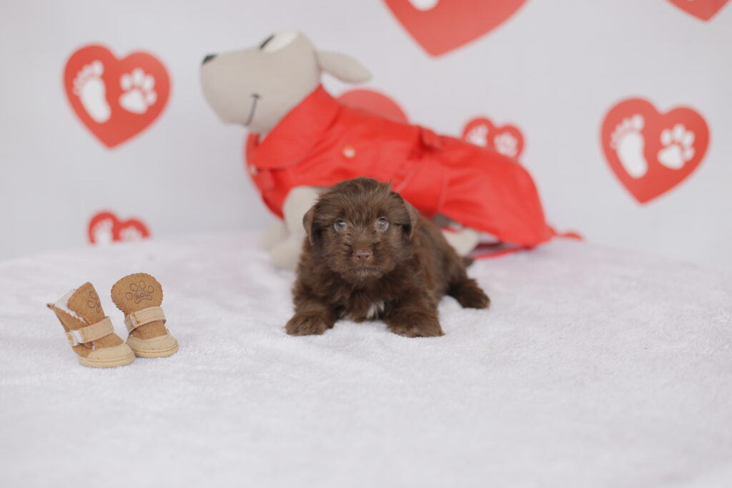 yorkie