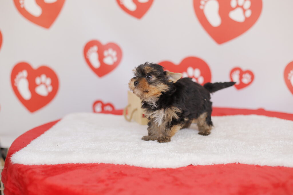 yorkshire terrier 