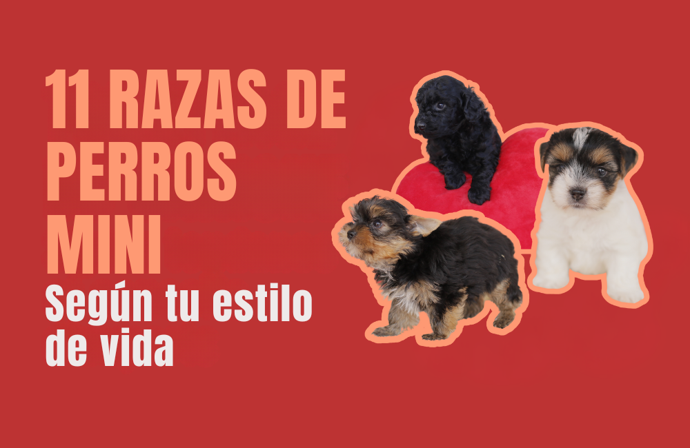 perros mini