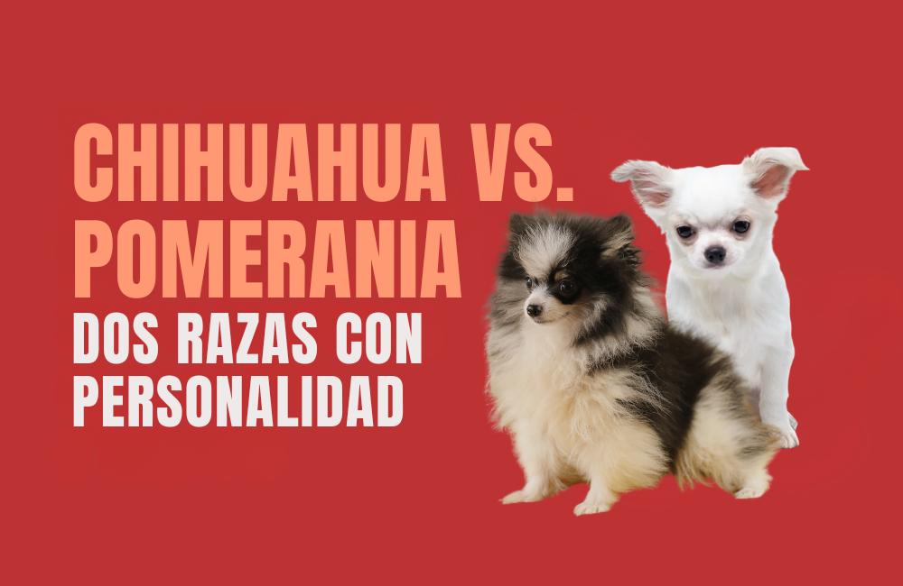 CHIHUAHUA TOY VS POMERANIA