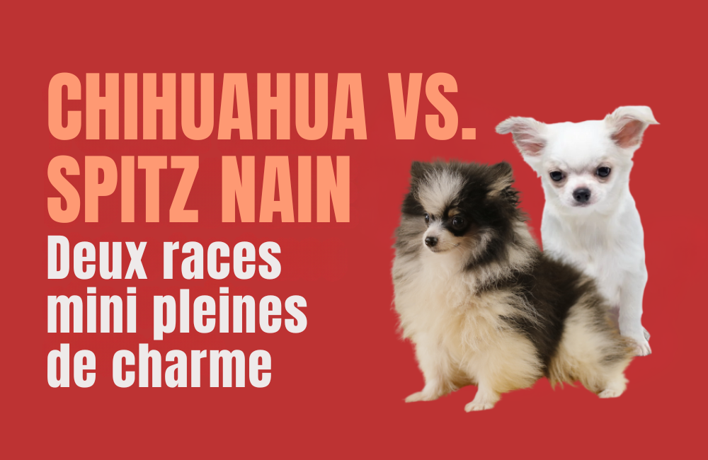 CHIHUAHUA TOY VS SPITZ NAIN