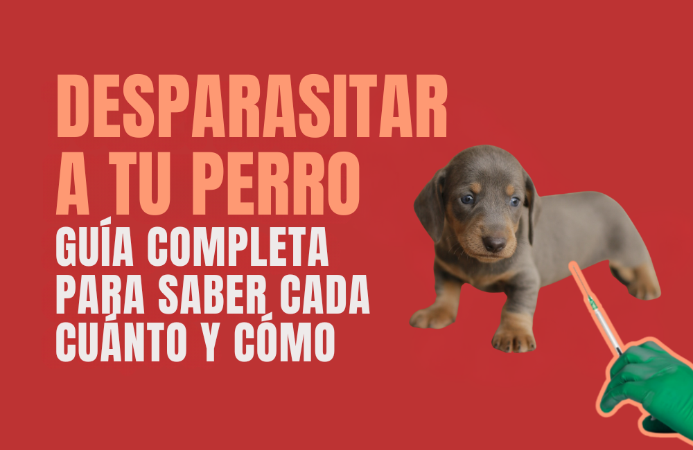 DESPARASITAR PERRO