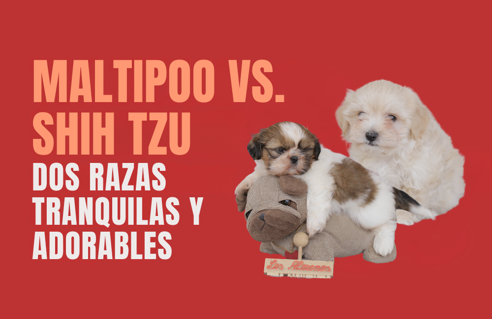 MALTIPOO VS SHIH TZU