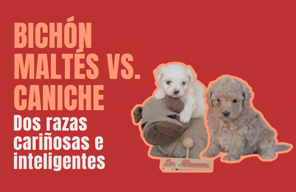 bichón maltés vs caniche toy