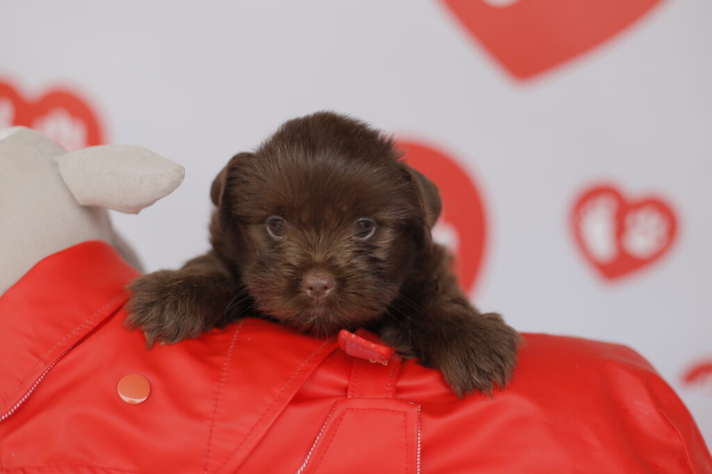 cada cuanto desparasitar un perro