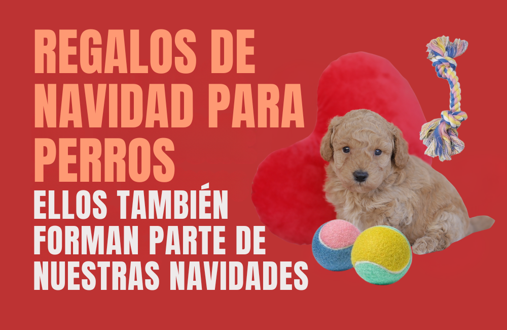 regalo navidad perro