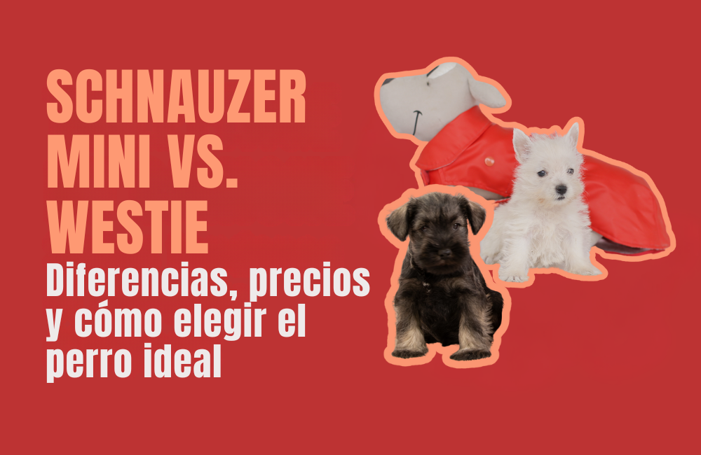 schnauzer mini vs. westie