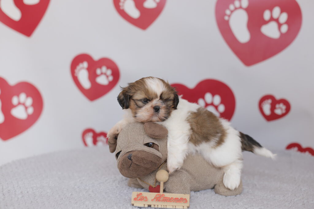 shih tzu cachorro
