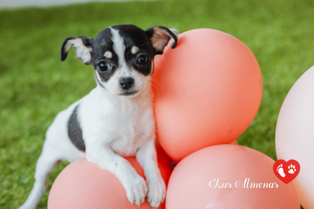 CHIHUAHUA CACHORRO