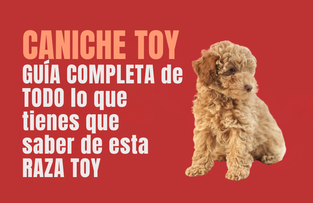 Comprar caniche toy